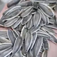 تخمه تی۶