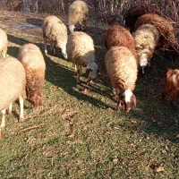 بره نر وماده|حیوانات مزرعه|سنندج, |دیوار