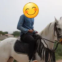 اسب مادیون