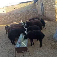 بره شال اصیل باب داشت(نر وماده)