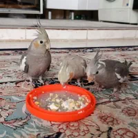 عروس هلندی ضمانتی دسته اول و دسته دو