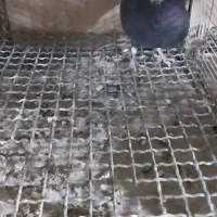 نروماده سیاه پلنگ خوشکل