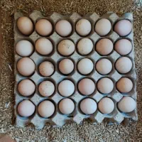 تخم مرغ نطفه دار محلی