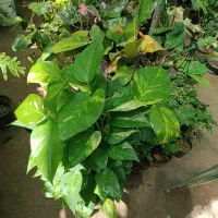 قیمت همه گلها کمتر ازکل اصفهان درکانال ایتا نصف شد|گل و گیاه طبیعی|اصفهان, باغ فدک|دیوار