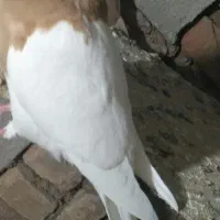 کفترخال‌وچپ‌وطوقی‌‌|پرنده|شامکان, |دیوار