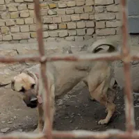 ماده جوان زیر یک سال اصیل