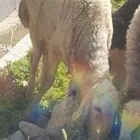گوسفند