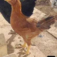 ۴تا وار گلین لری