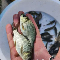 بچه ماهی آمور اصلاح نژاد