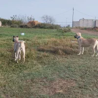 سگ سرابی پنج ماهه