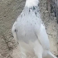 دوتا طوقی نر گمشده