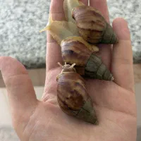 حلزون پرورشی