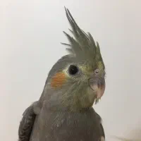 عروس هلندی به همراه قفس