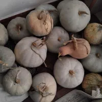 کدو|خوردنی و آشامیدنی|صومعه‌سرا, |دیوار