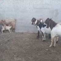 بز دوبهر  اوسن