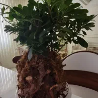 گل  بنسای هندی گلدان سرامیکی