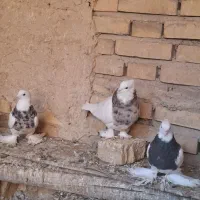 طوقی پاپر