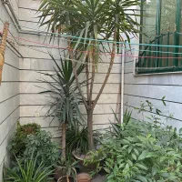 درختچه یوکا