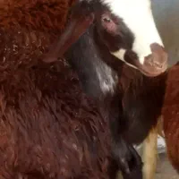 دو عدد بره نر درجه یک