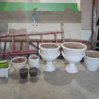 گل وگیاه|گل و گیاه طبیعی|بروجرد, |دیوار