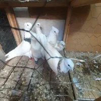 کوترعشق بازپاک