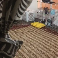سویت ۵۰ متری