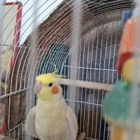 عروس هلندی|پرنده|شیروان (خراسان), |دیوار