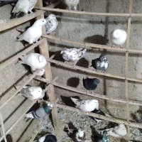 تعداد ۵۰ عددکبوتریکجا|پرنده|رباط‌کریم, الارد|دیوار