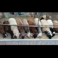 ۱۲ عدد بره نر درجه یک پای پروار