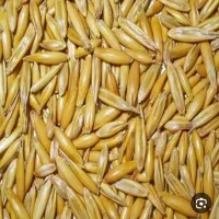 جو الوی صحرا محلی برای بذر