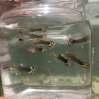 ماهی گوپی نر