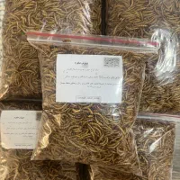 میلورم خشک و زنده با بالاترین کیفیت