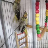 عروس هلندی