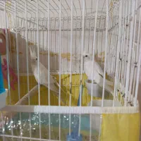 عروس هلندی آلبینو بالغ