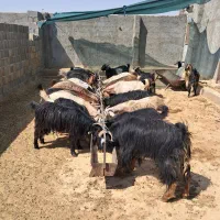 بز  وحیوانات