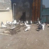 کبوترطوقی ۴۰عدد