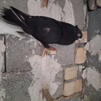 کفتر بهبونی هوایی