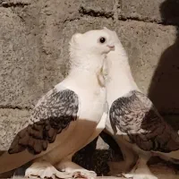 کبوتر بلژیکی اصیل