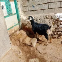 ۱عددبز سرحال برای قربانی وزن کیلویی