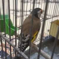 سهر نر جوجه قفس|پرنده|ملارد, |دیوار