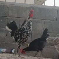 یک عدد خروس