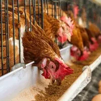 دان مرغ تخم گذار و دانه مرغ اقتصادی کیلو ۴۰ هزار