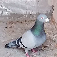 یک جفت نر ماده آلمانی