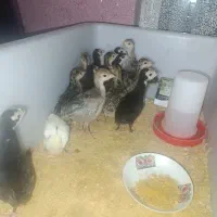 بوقلمون برنز