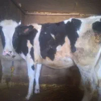 دو عدد گوساله هلشتاین نر و ماده