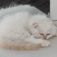 گربه پرشین نر  پدر مادر پرشین