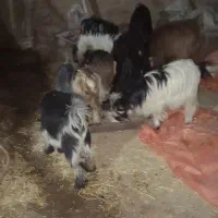 بیگ|حیوانات مزرعه|مسجد سلیمان, |دیوار