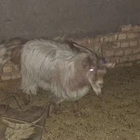 فروش گوسفند چپش نری|حیوانات مزرعه|زرند, |دیوار