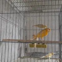 قناری ابلغ وزیتونی