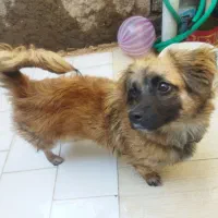 سگ پا کوتاه